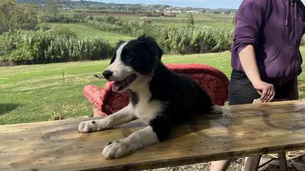 Border Collie Della Maschera Di Tutakhamon | Foto 2