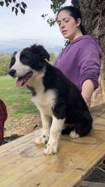 Border Collie Della Maschera Di Tutakhamon | Foto 0