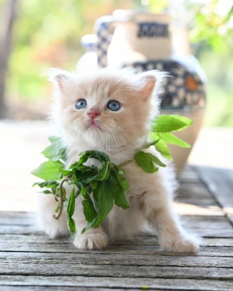 Cuccioli di gatto siberiano con pedigree Anfi 