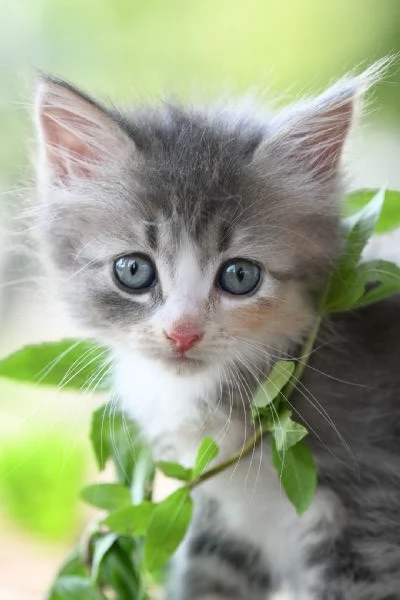 Cuccioli di gatto siberiano con pedigree Anfi  | Foto 4