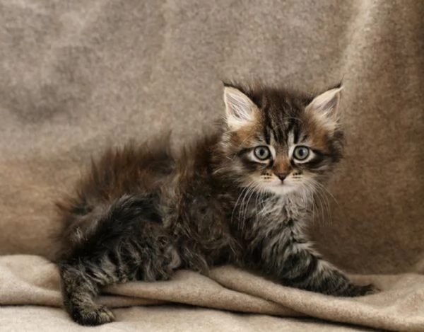 Cuccioli di gatto siberiano con pedigree Anfi  | Foto 2