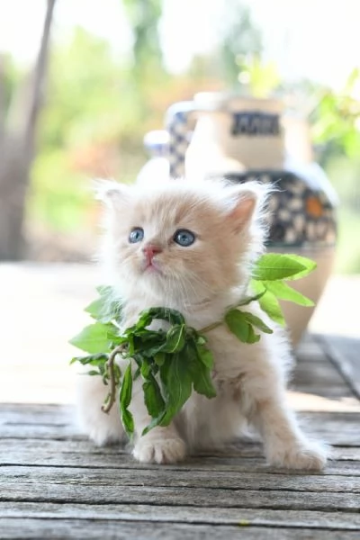 Cuccioli di gatto siberiano pedigree Anfi  | Foto 4