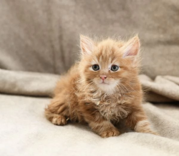 Cuccioli di gatto siberiano pedigree Anfi  | Foto 3