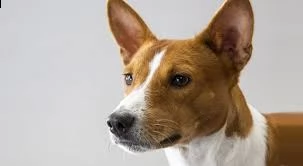 cucciolo di basenji | Foto 0