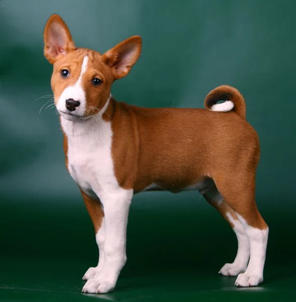 cucciolo di basenji