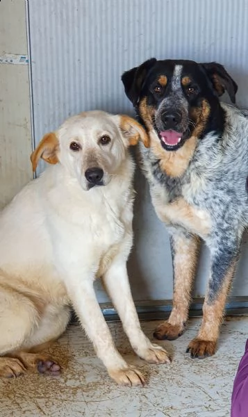 mila, 1 anno, taglia media, cane femmina