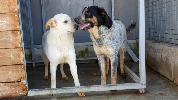 mila, 1 anno, taglia media, cane femmina | Foto 1