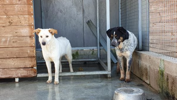 mila, 1 anno, taglia media, cane femmina | Foto 0