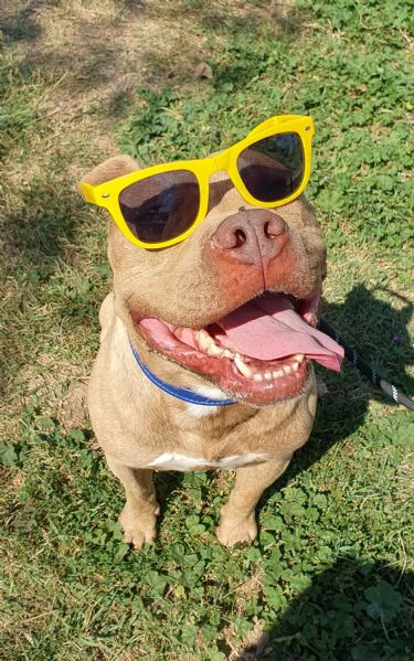 omar, buonissimo pitbull, 5 anni, maschio | Foto 4