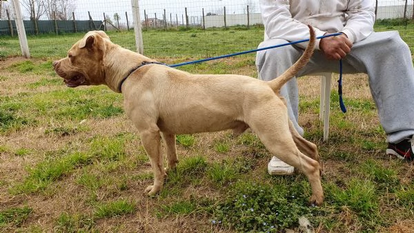 omar, buonissimo pitbull, 5 anni, maschio | Foto 3