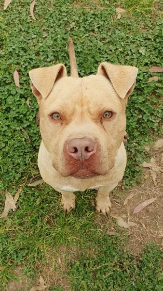 omar, buonissimo pitbull, 5 anni, maschio | Foto 2