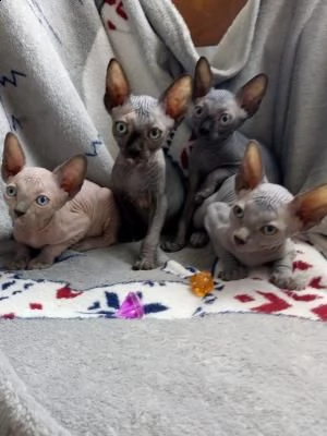 cuccioli canadian sphynx con pedigree