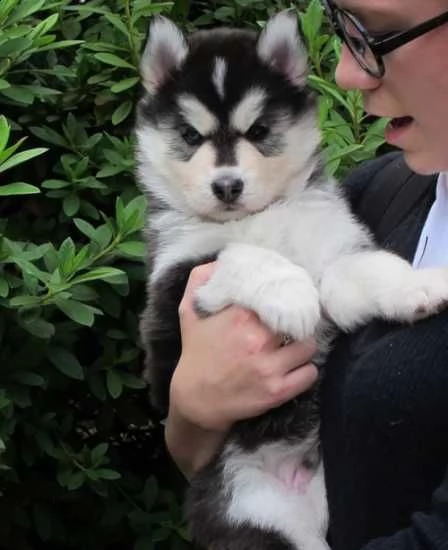 cuccioli di siberian husky addestrati disponibili