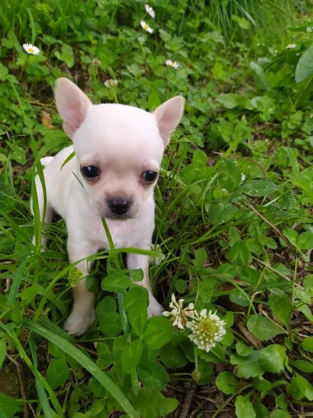 Chihuahua cucciolo maschietto | Foto 1