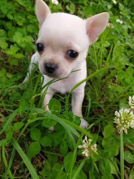 Chihuahua cucciolo maschietto | Foto 0