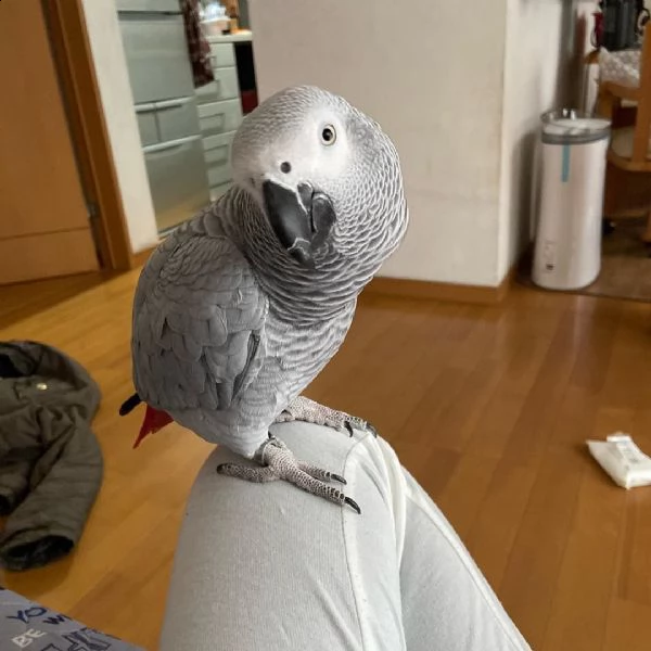 abbiamo adorabili dna femmina congo african grey baby pappagalli sia maschio che femmina cenerino. d