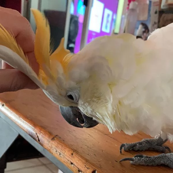 sono disponibili due pappagalli cacatua maschi e 2 femmine. i pappagalli cacatua adorano interagire  | Foto 0