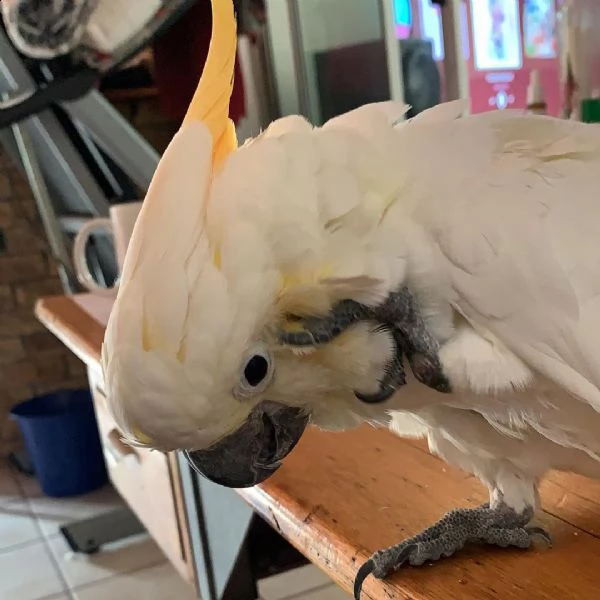 sono disponibili due pappagalli cacatua maschi e 2 femmine. i pappagalli cacatua adorano interagire 