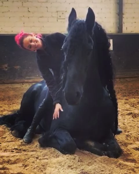 abbiamo un cavallo friosne maschio di 8 anni. ben addestrato, intelligente, forte e castrato. il nos