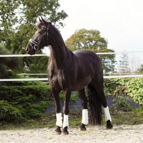 lolly è un adorabile cavallo con spirito, che è alla ricerca di una nuova casa. sarebbe un grande pa