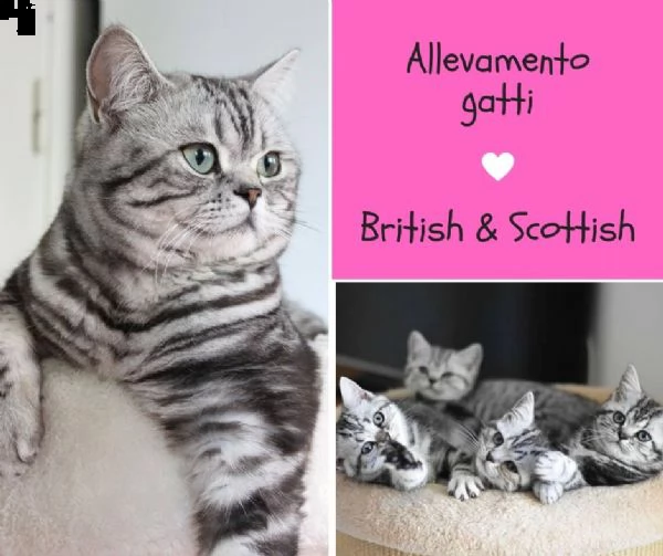 Allevamento Gatti British E Scottish Pedigree