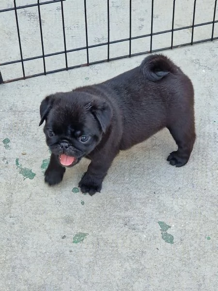 Cuccioli di carlino nero  | Foto 1