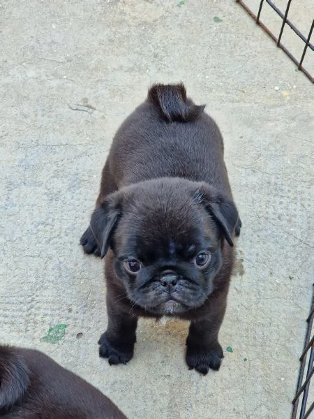 Cuccioli di carlino nero  | Foto 0