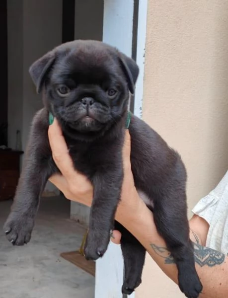 Cuccioli di carlino nero 