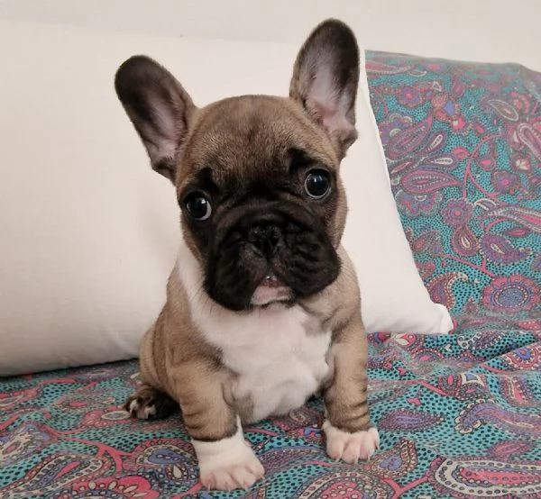 Cucciolo di bouledogue francese 