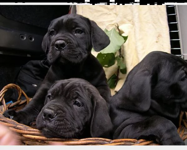 dispone di stupendi cuccioli di cane corso