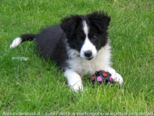 disponibili splendidi ed intelligentissimi cuccioli di border collie