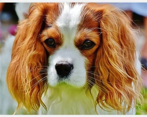 cuccioli di cavalier king