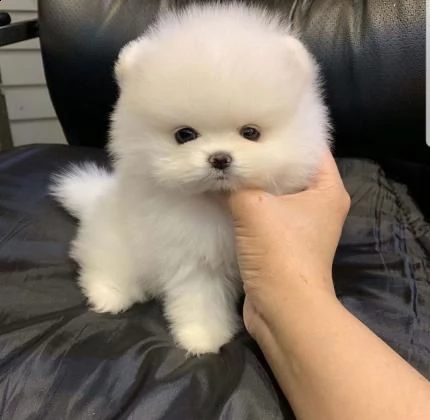 simpatici cuccioli pomeranian per adozione3