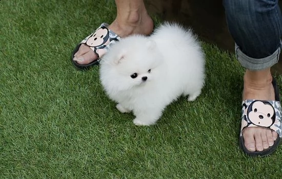 simpatici cuccioli pomeranian per adozione2