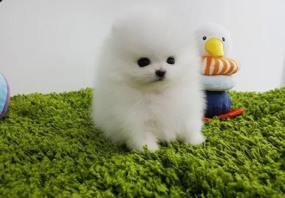 vsgs carini cuccioli di pomerania in cerca di buone case.