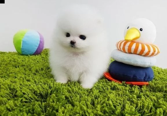 vaga  carini cuccioli di pomerania in cerca di buone case.