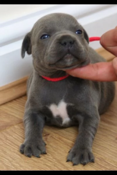 splendidi cuccioli di staffordshire bull terrier blu | Foto 6