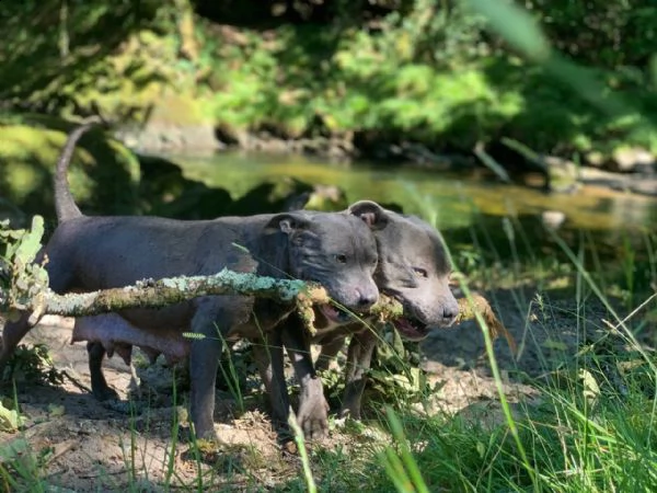 splendidi cuccioli di staffordshire bull terrier blu | Foto 4