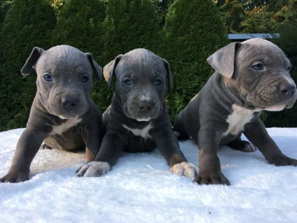 splendidi cuccioli di staffordshire bull terrier blu