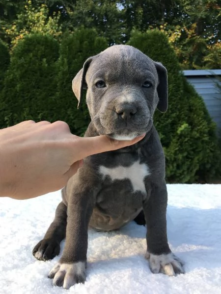 splendidi cuccioli di staffordshire bull terrier blu | Foto 3