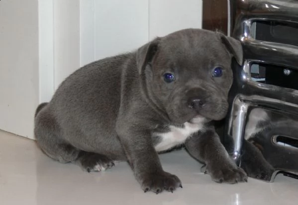 splendidi cuccioli di staffordshire bull terrier blu | Foto 2