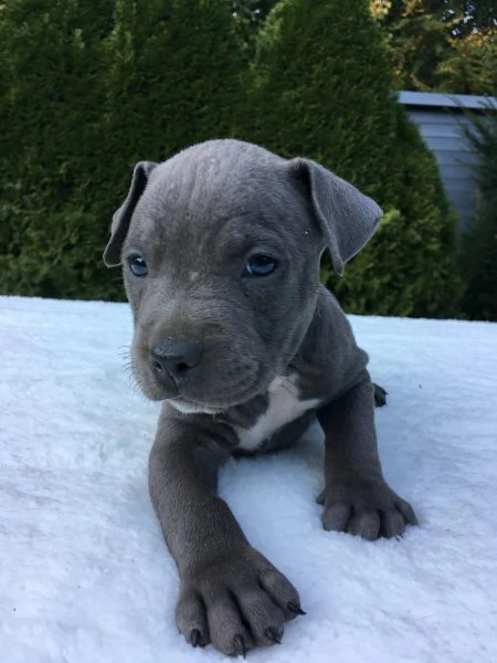 splendidi cuccioli di staffordshire bull terrier blu | Foto 0