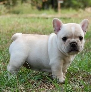 cuccioli di bulldog francese , di circa 90 giorni, 1 maschio e 2 femmine di genitori con pedigree pr | Foto 0