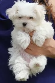 cuccioli di razza maltese disponibilicuccioli di razza maltese disponibili