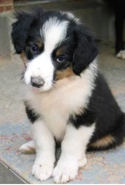 adorali cuccioli di english shepherd femminucce e maschietti disponibili per l'adozione gratuita i c | Foto 0