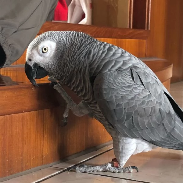 pappagallo grigio africano o pappagalli cenerino o pappagalli grigi congo africano di femmina e masc | Foto 0