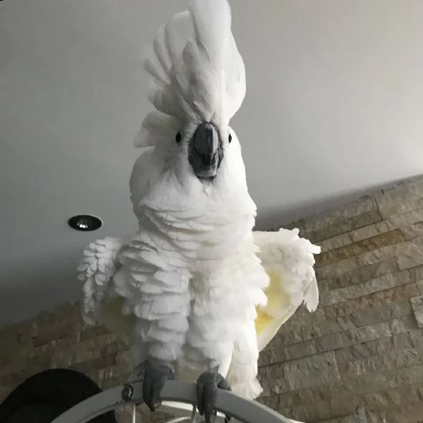 pappagali cacatua sono disponibili due maschi e 2 femmine.