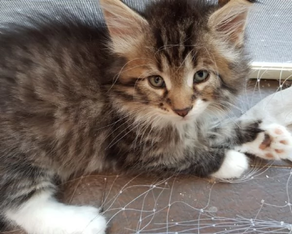 regalo cucciolo stupendi cuccioli siberiani ipoallergenici | Foto 0