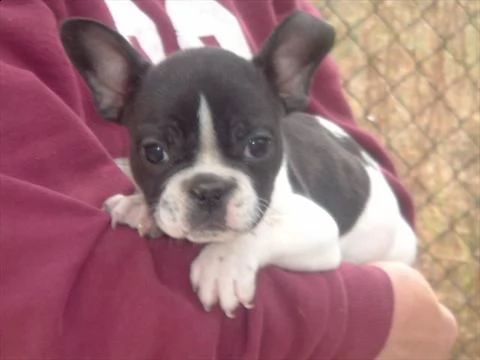 cuccioli di bulldog francese , di circa 90 giorni, 1 maschio e 2 femmine di genitori con pedigree pr | Foto 0