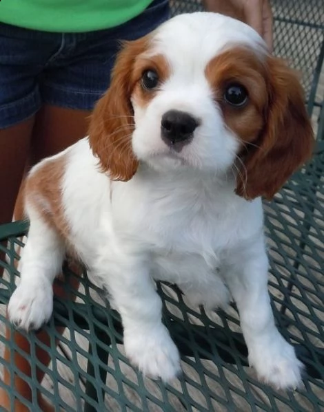 adorali cuccioli di cavalier king femminucce e maschietti disponibili per l'adozione gratuita